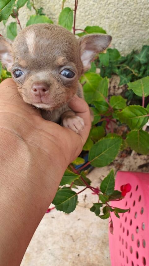 Chiots Chihuahuas LOFS 1400 75014 Paris