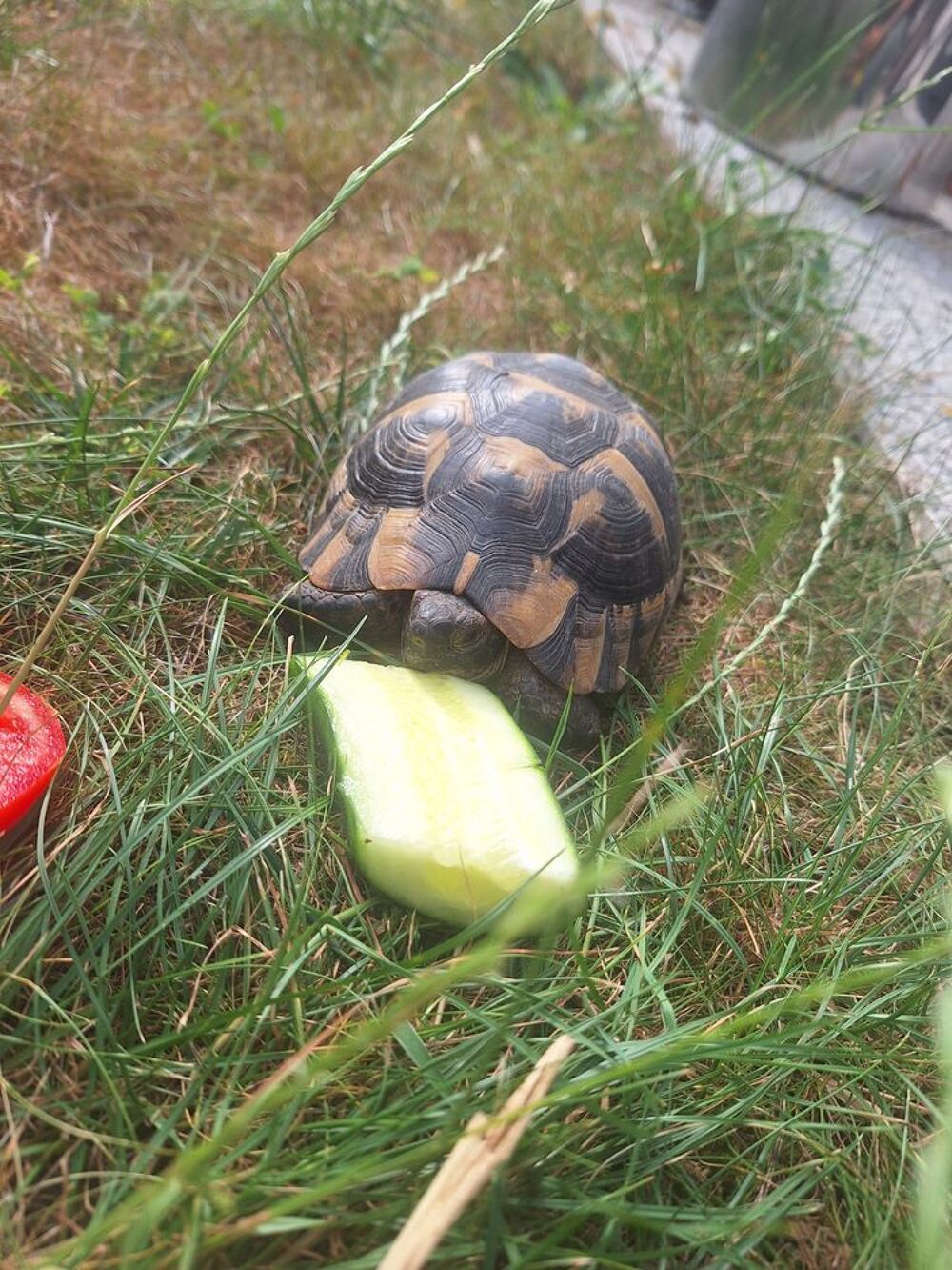   Tortue male  