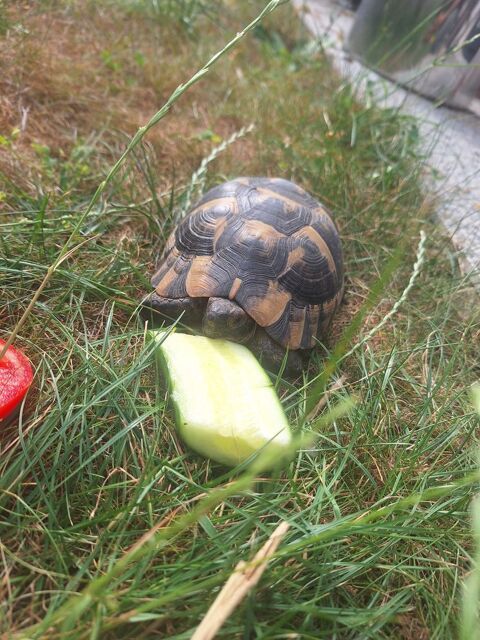 Tortue male 200 31470 Saint-lys