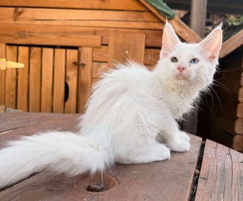 Chaton Maine Coon male LOOF aux yeux vairons 1700 13400 Aubagne