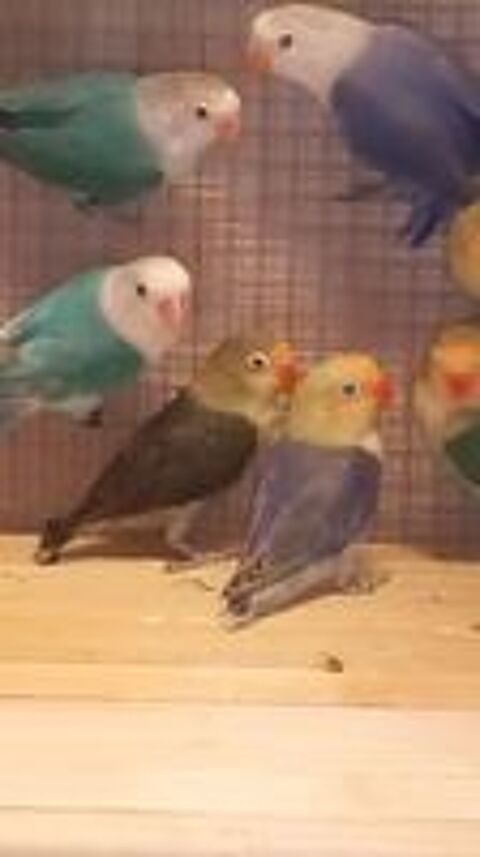   inseparables de fischer 