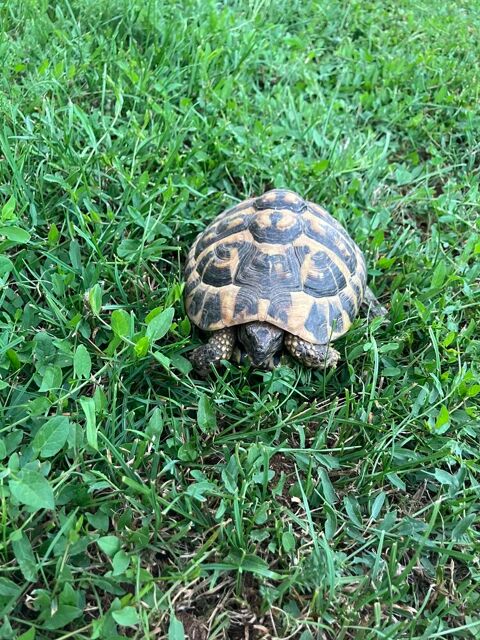 Tortue terrestre m&acirc;le 100 38200 Vienne
