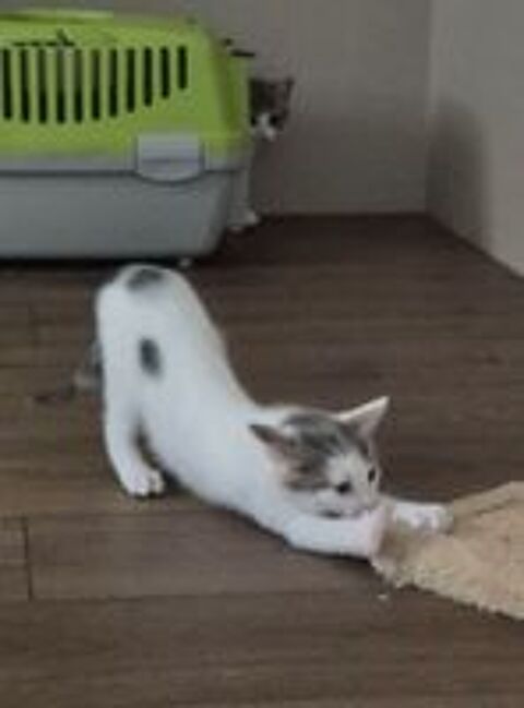   BASTET 