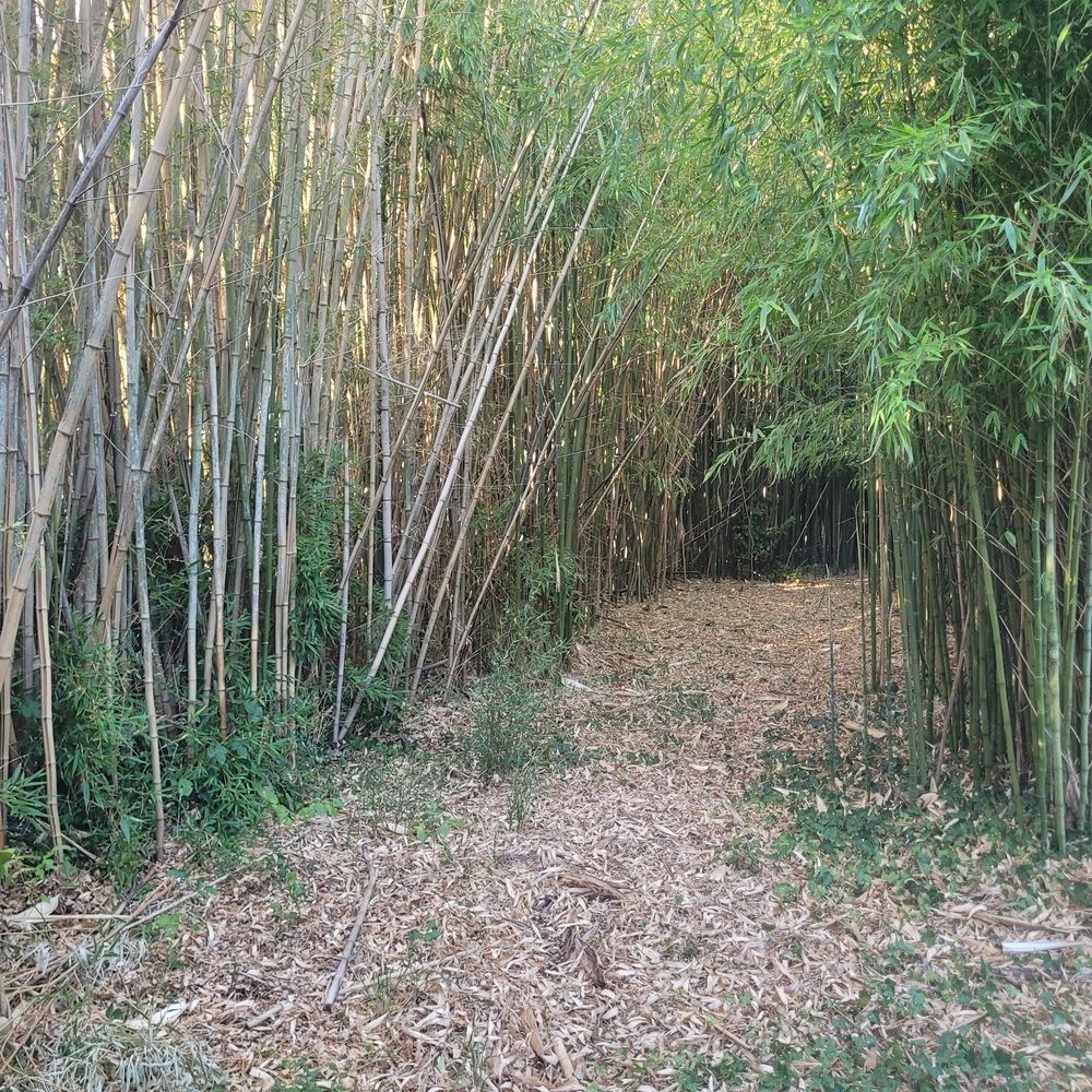 BOIS DE BUIS / BAMBOUS / NOYER Bricolage