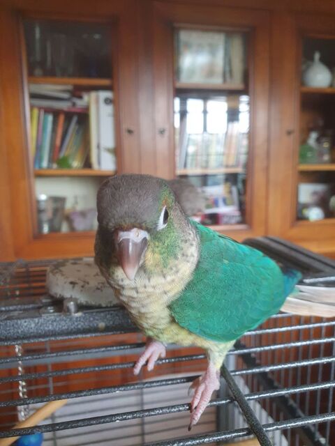 Pyrrhura molinae 100 13190 Allauch