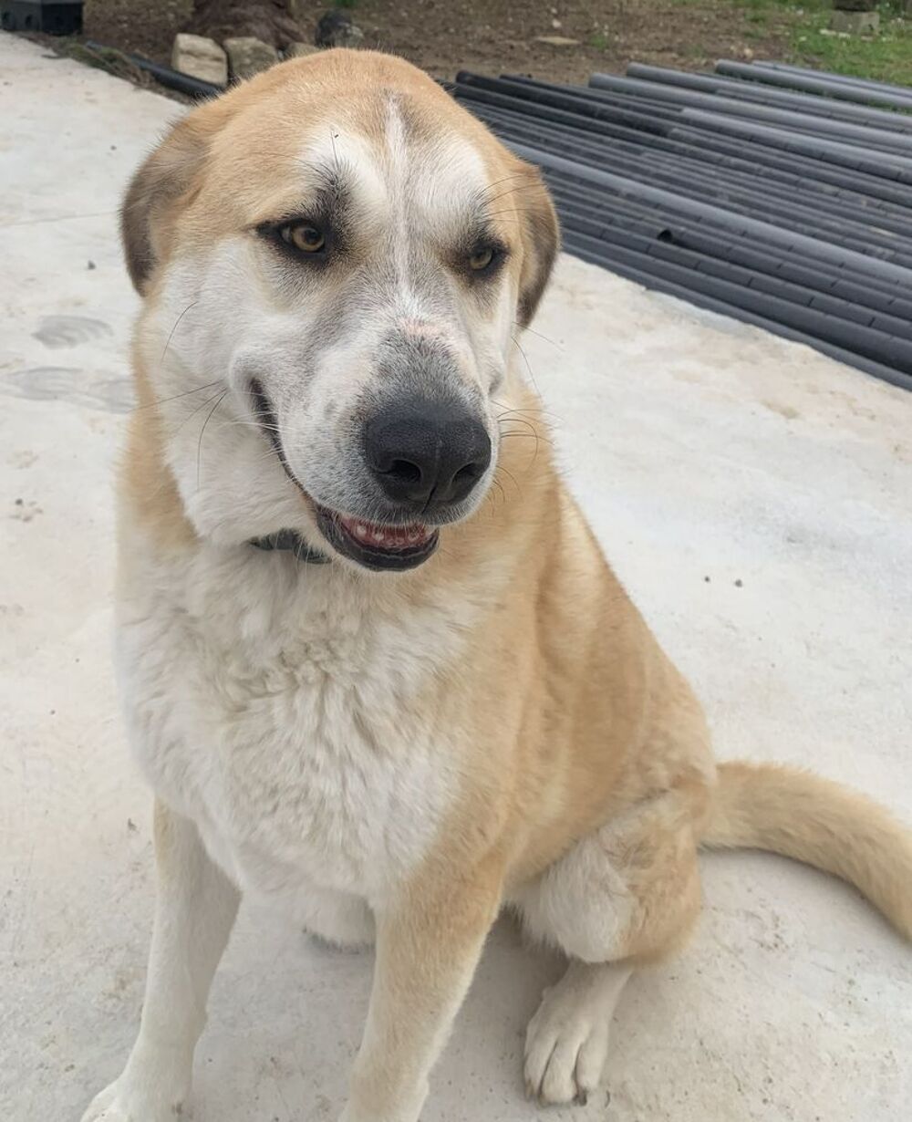   CHAUSSETTE, chien type berger , 3 ans 