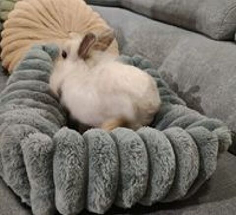   Lapine Lionhead ? Cherche une famille aimante 