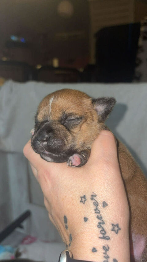 CHIOT STAFFIE LOF 1600 38200 Vienne