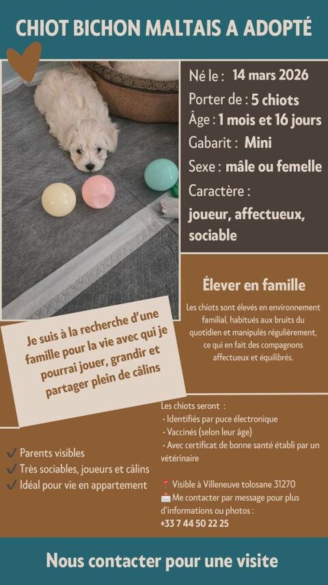 Chiots type bichons sevres 0 31270 Villeneuve-tolosane