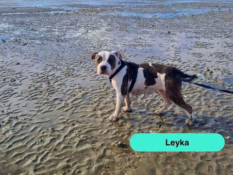 Leyka, chienne american bully &agrave; adopter 330 44300 Nantes