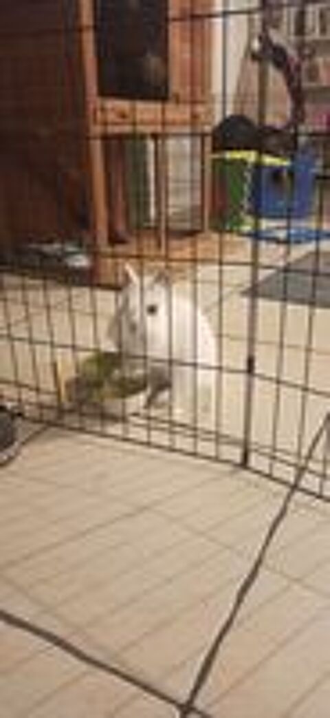   Donne lapin contre bons soins 