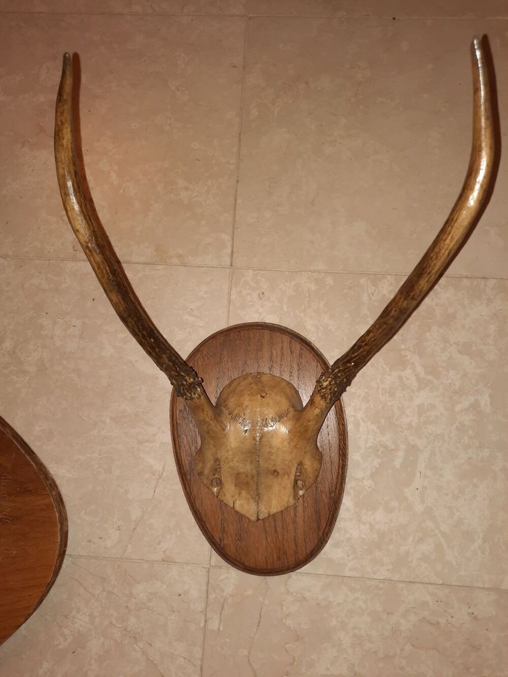 lot 4 troph&eacute;es de chasse Décoration