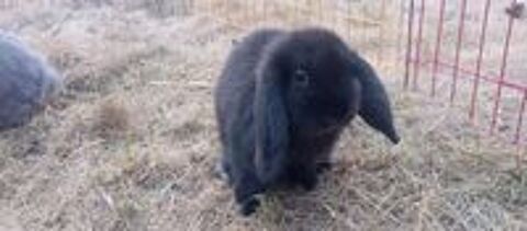   Lapin nain bélier  