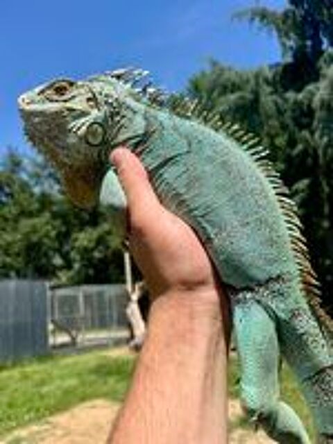   Iguane Bleu  