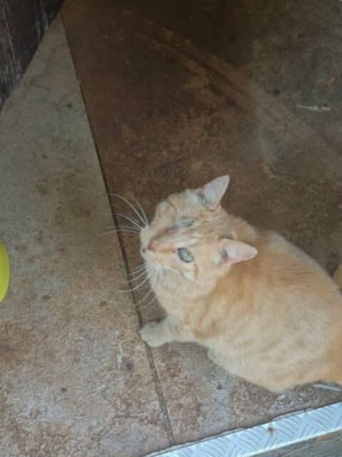 Chat MATOU à l adoption 20 07400 Rochemaure