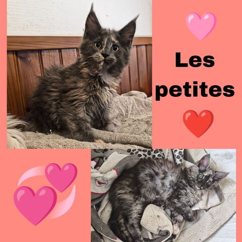 Maine coon polydactyle LOOF 1700 77460 Souppes-sur-loing