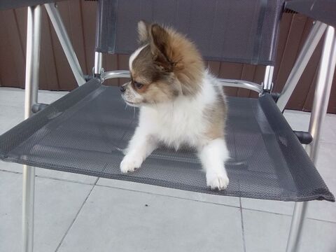 Donne contre bon soins chihuahuas 0 33720 Illats