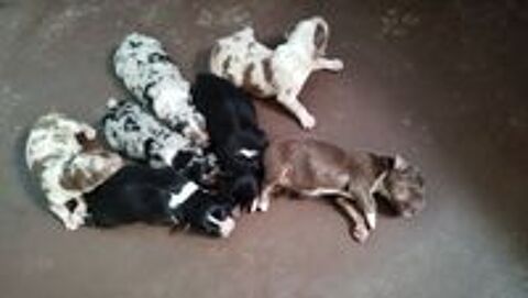   Chiots Berger australien lof 