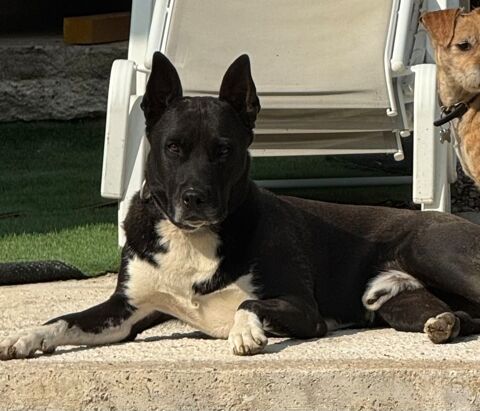 Donne gratuitement mon chien pour cause de s&eacute;paration. 0 34990 Juvignac