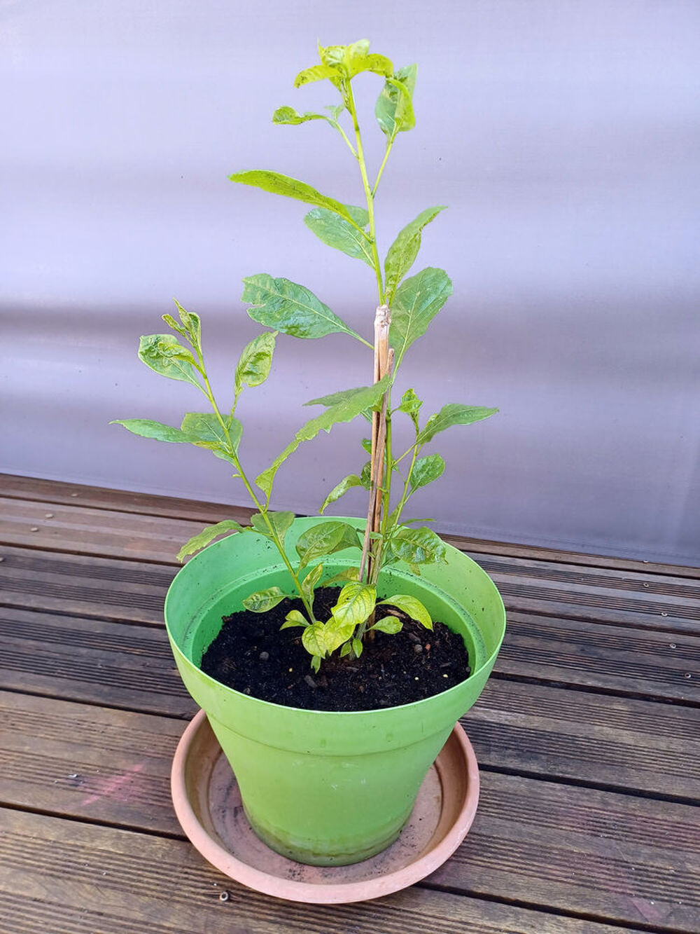 Joli BAOBAB 2/3ans hauteur 70cm Jardin