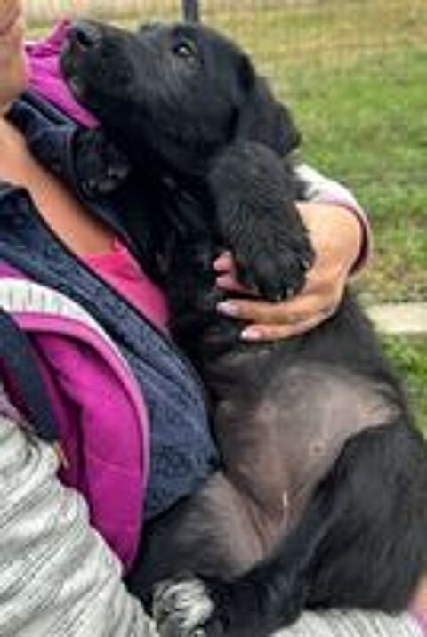   MAZE FEMELLE NON ST�RILIS�E 5 MOIS A SAUVER DE ROUMANIE ADOPTION SEULEMENT  