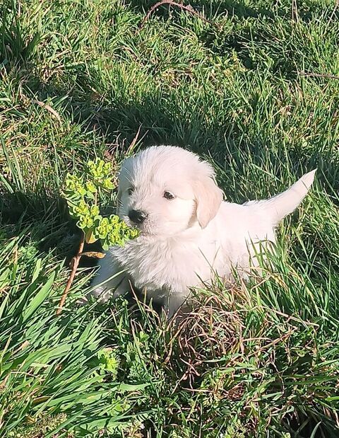 Chiots Golden retriever m&acirc;les L.O.F. 1200 23270 Roches