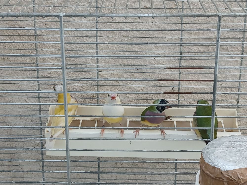   Diamant gould 2025 