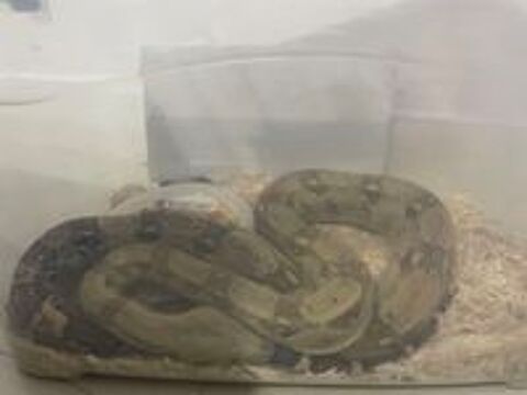   Ce serpent le propritaire la abandonn chez moi 
