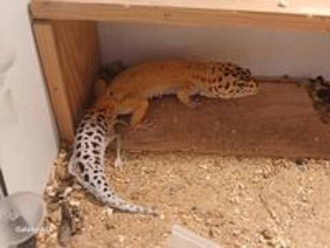   Lézard Gecko Léopard Mâle, âgé de 2 ans, en parfaite s 