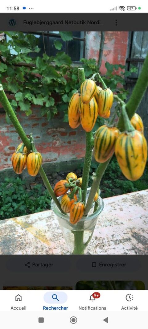 Aubergine africaine   Striped Togo   (Solanum aethiopicum) Manom (57)