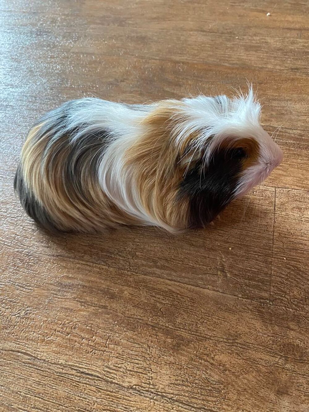   Femelle cochon d'inde 