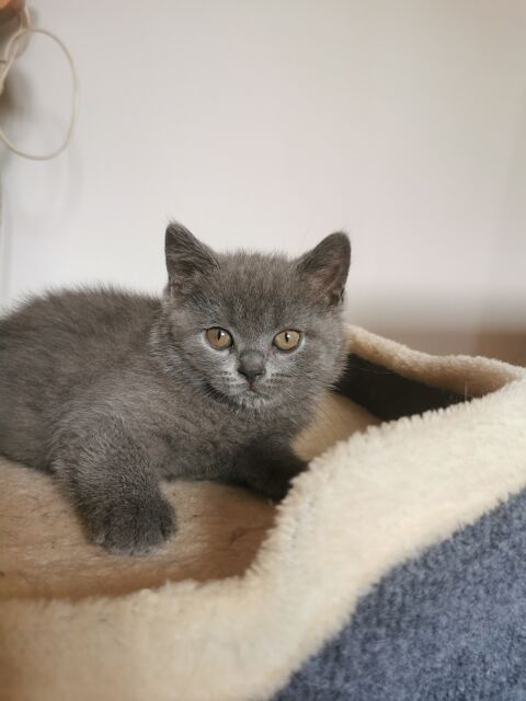 Chatons type british shorthair 950 59300 Valenciennes