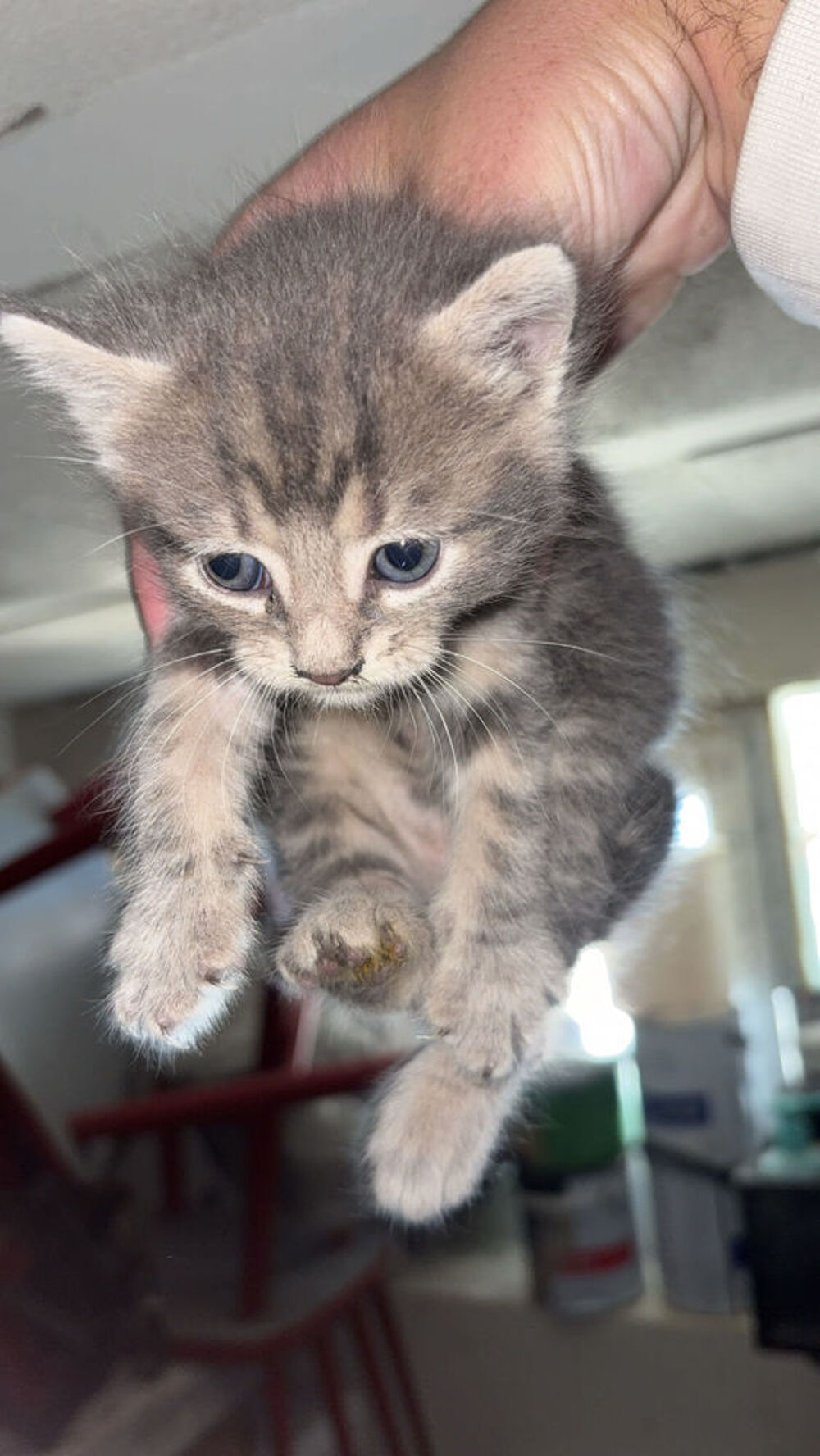 chaton 2 mois Jardin