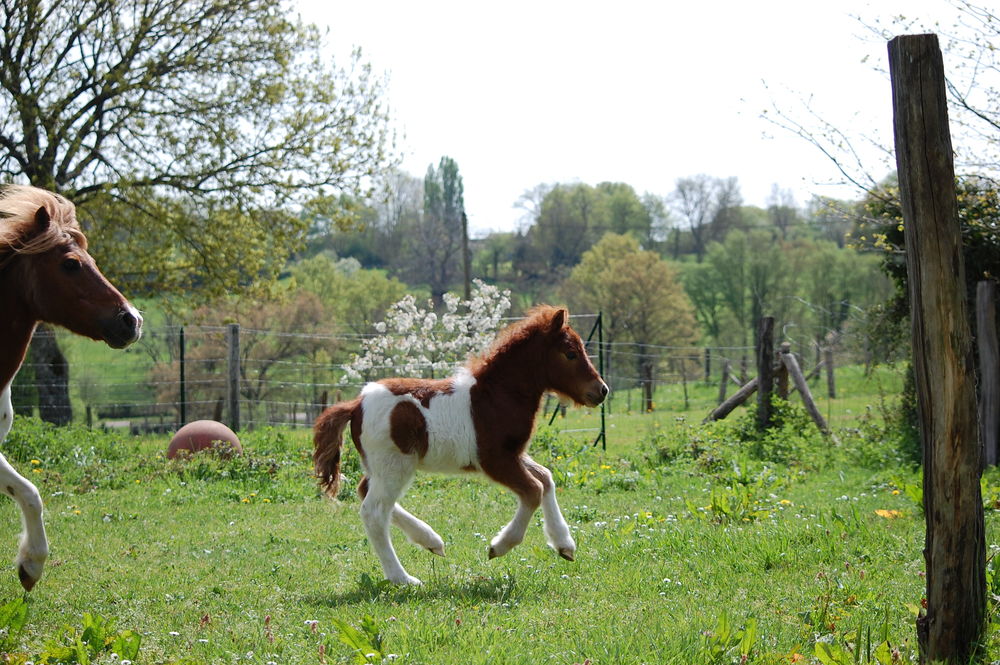   JOLI POULAIN SHETLAND A RESERVER 