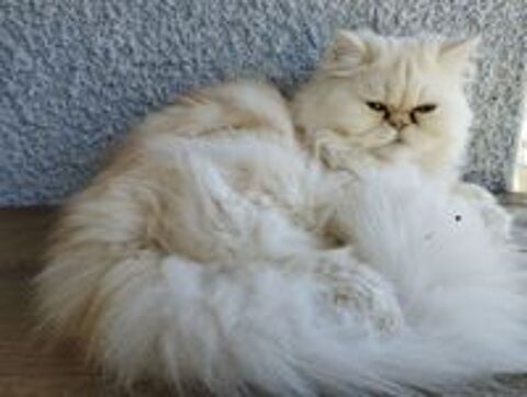   Magnifique Chaton Mâle PERSAN LOOF 
