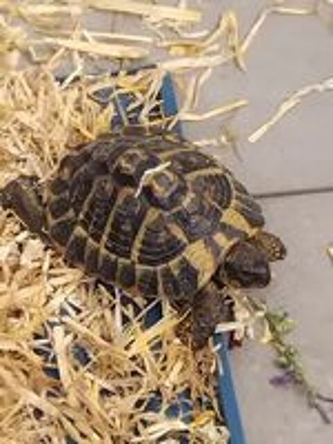   Tortue  