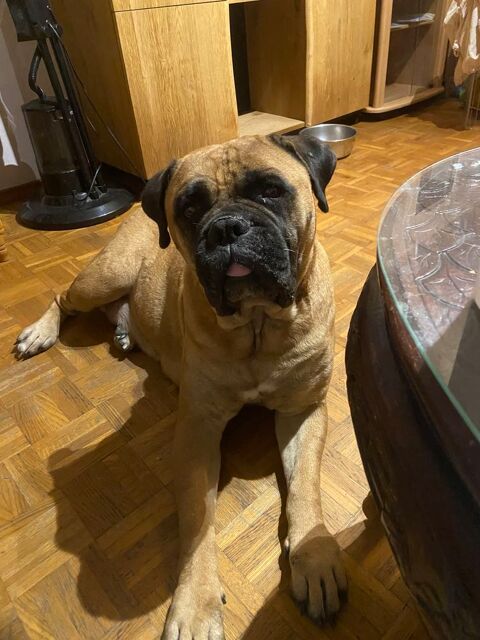 Donne femelle bullmastiff 0 13800 Istres