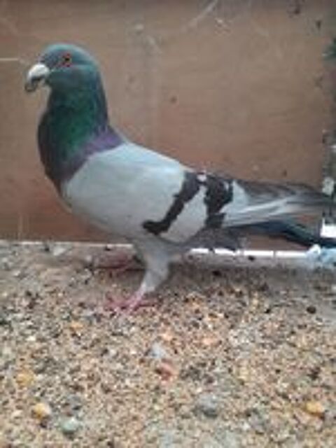   Pigeon romain 