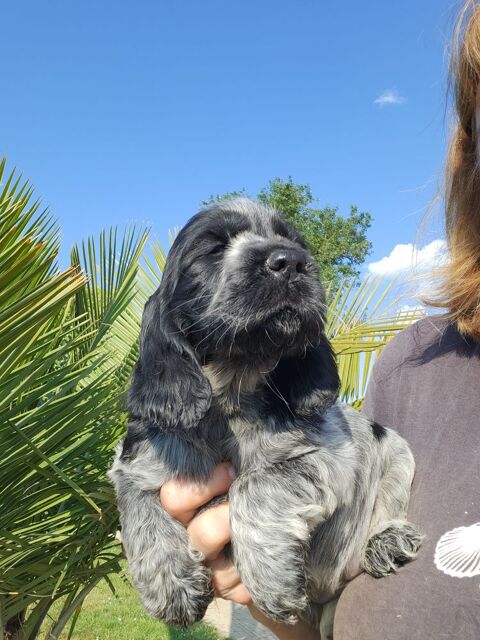 Chiots cockers anglais LOF 51370 Ormes