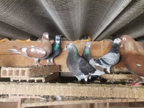 Pigeons Tipplers Anglais 100 66470 Sainte-marie