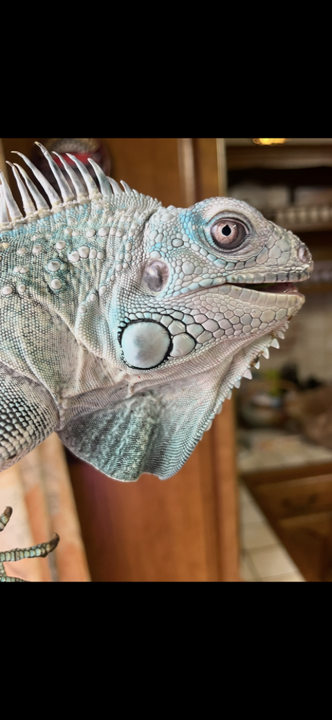 Iguane Ta&iuml; rachan 700 24460 Saint-front-d'alemps