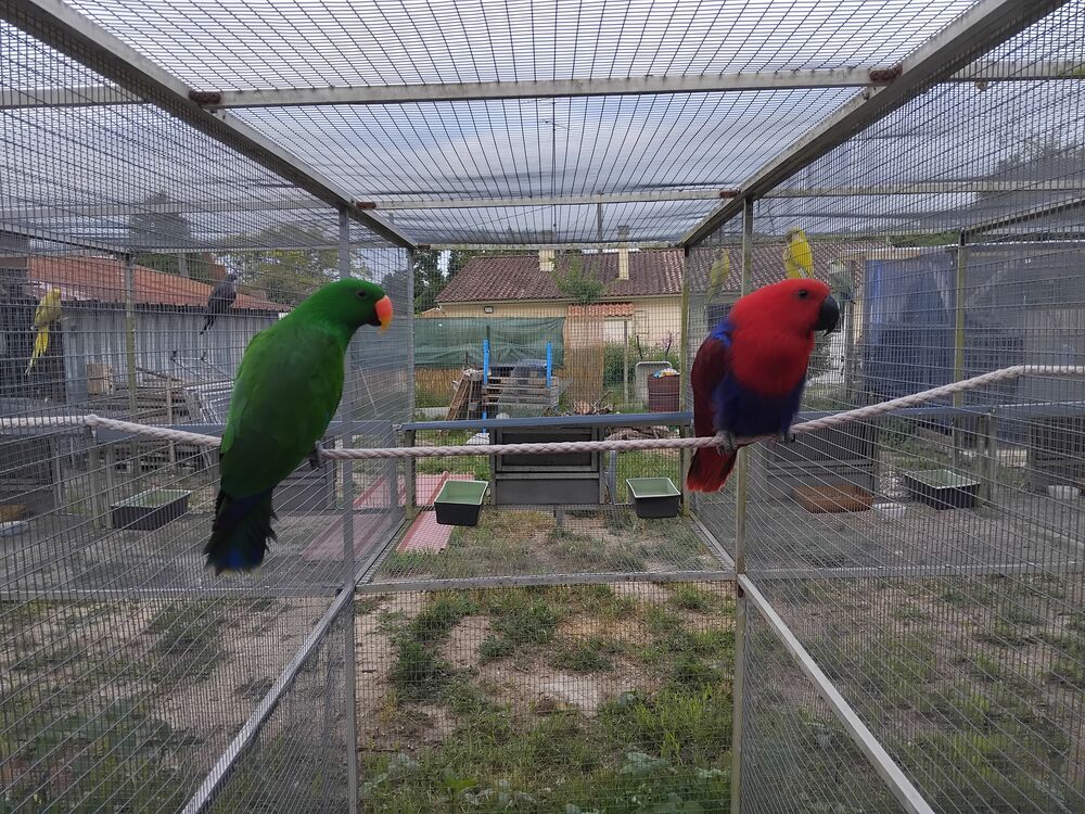   Couple perroquet eclectus  