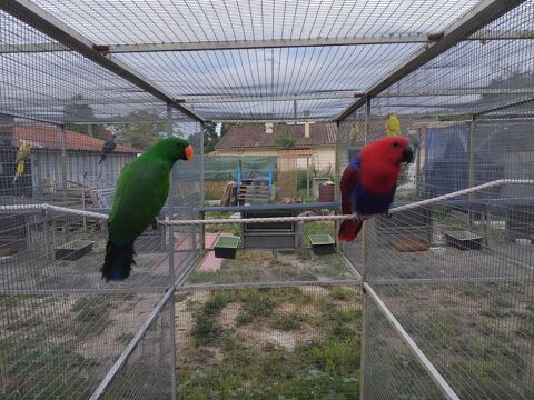 Couple perroquet eclectus 1000 33340 Lesparre-médoc