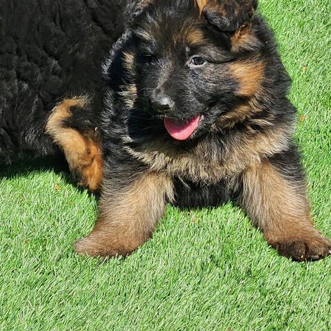 CHIOTS BERGER ALLEMAND LOF poils longs 1500 51370 Ormes