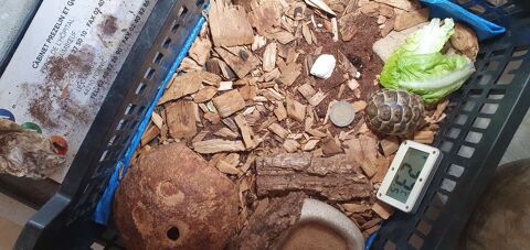 Tortue de terre juv&eacute;nile 50 44320 Saint-p�re-en-retz