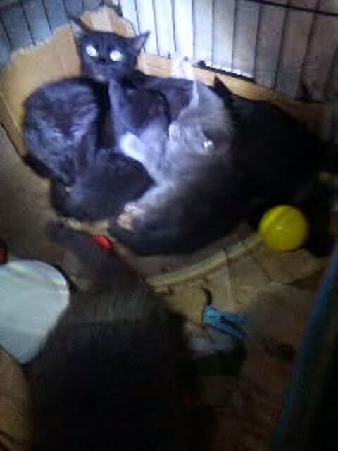 A adopter ensemble, maman et ses deux chatons 0 13004 Marseille