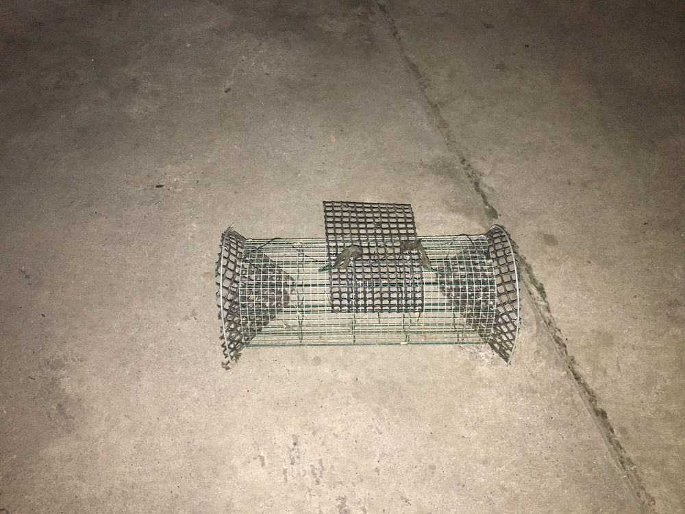 Nasses &agrave; poissons Bricolage