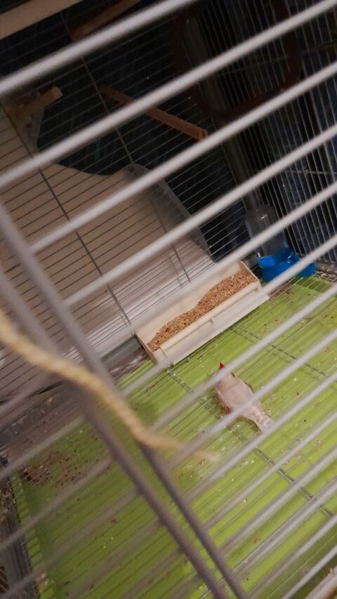 Mandarins 10 03320 Couleuvre