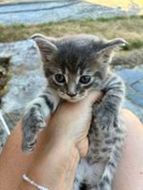   Type Maine Coon  