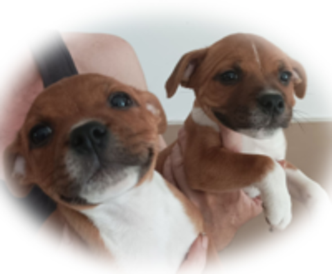   chiots staffies ,origines itcheboren , sérious-staff 